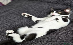 Mixed Breed cats for sale: Female kitten 🐈 - Image 1