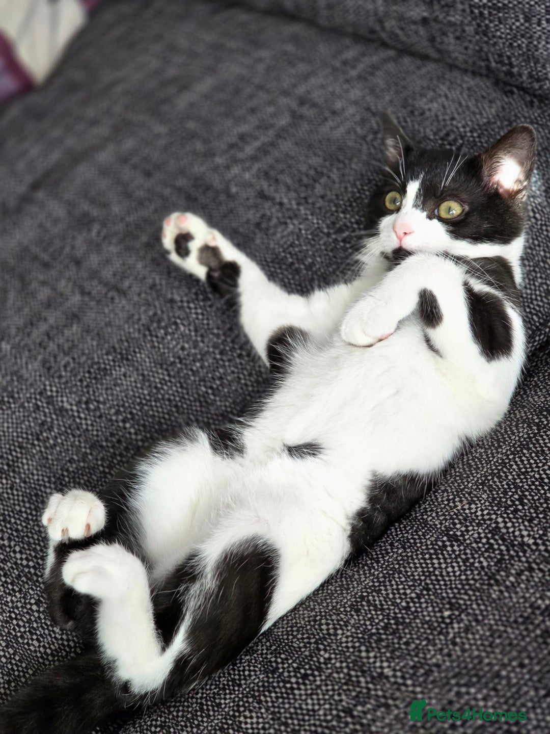 Mixed Breed cats for sale: Female kitten 🐈 - Image 1