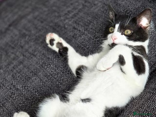 Mixed Breed cats - Advert 24