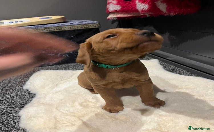 Labrador Retriever dogs - Advert 9