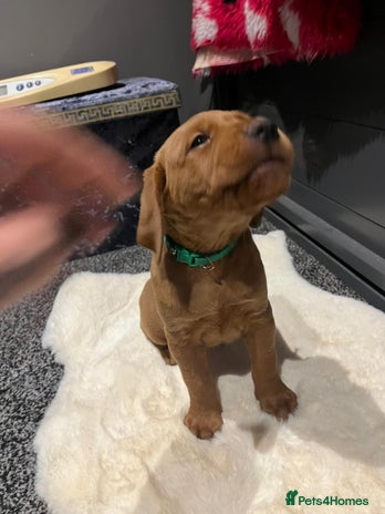 Labrador Retriever dogs - Advert 9