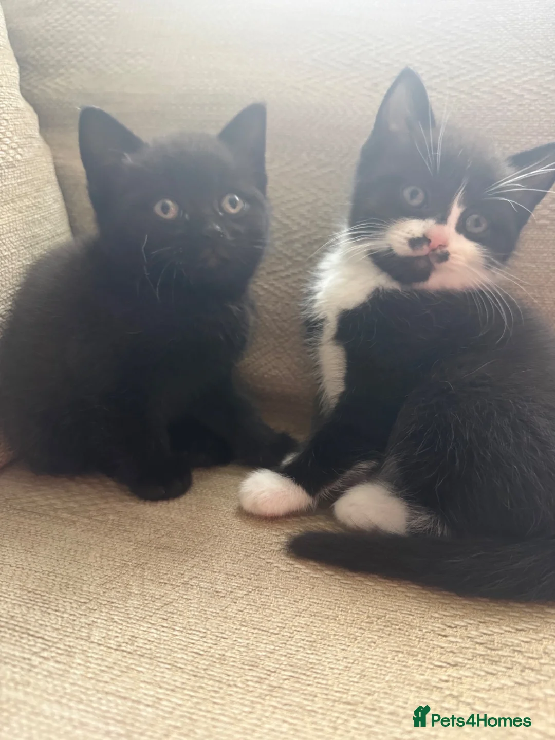 Mixed Breed cats for sale: Two beautiful mixbreed male kittens - Advert 1