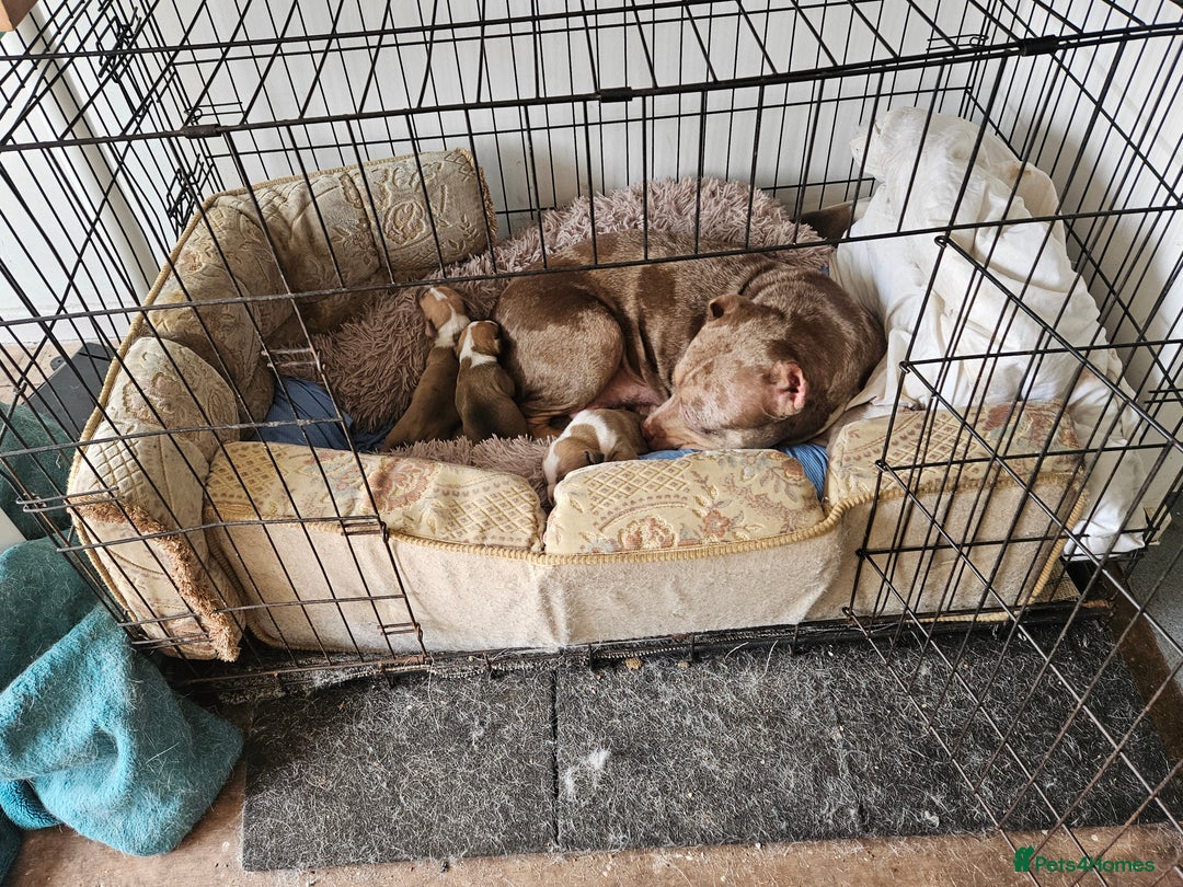 Mixed Breed dogs for sale: Gorgeous litter of puppies red fawn  - Image 15
