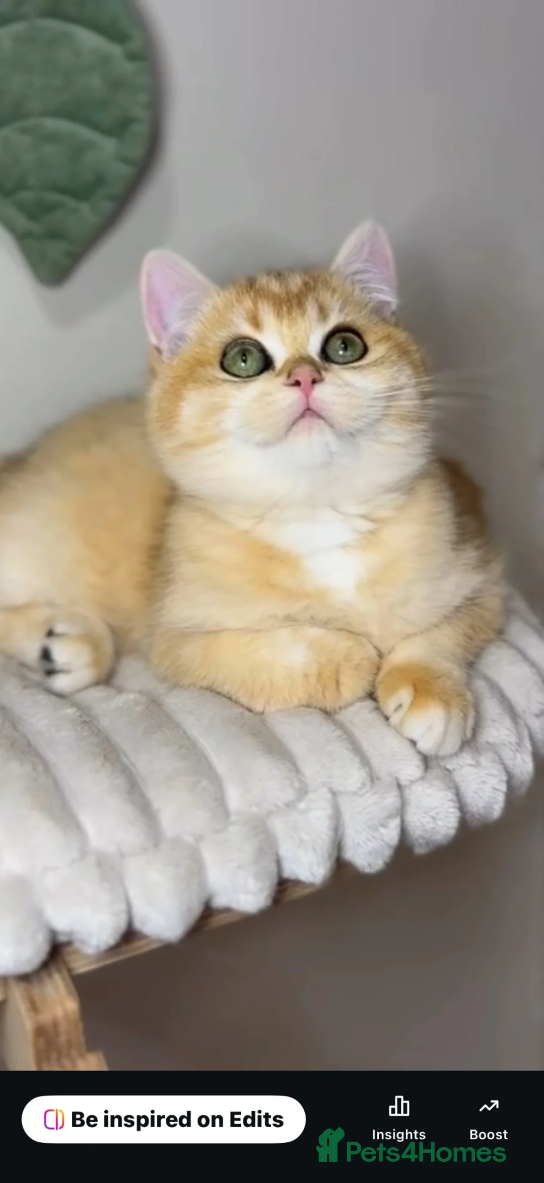 British Shorthair cats for sale: LAST Vet bred Teddybear Lap cat GCCF - Advert 2
