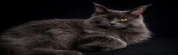 Maine Coon cats for sale: Blue smoke Maine coon  in Mansfield - Advert 5
