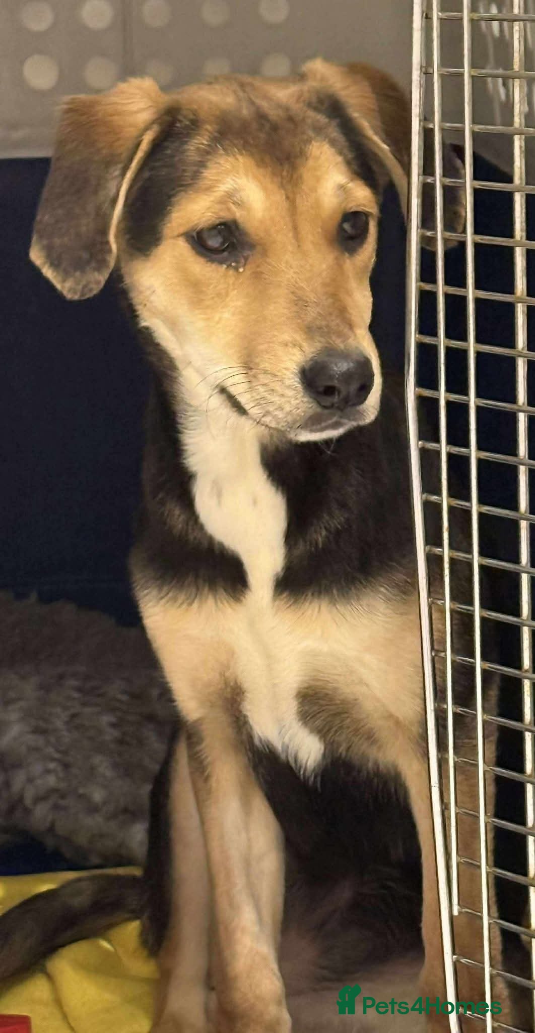 Mixed Breed dogs 💕 Swan 💕 - Advert 1