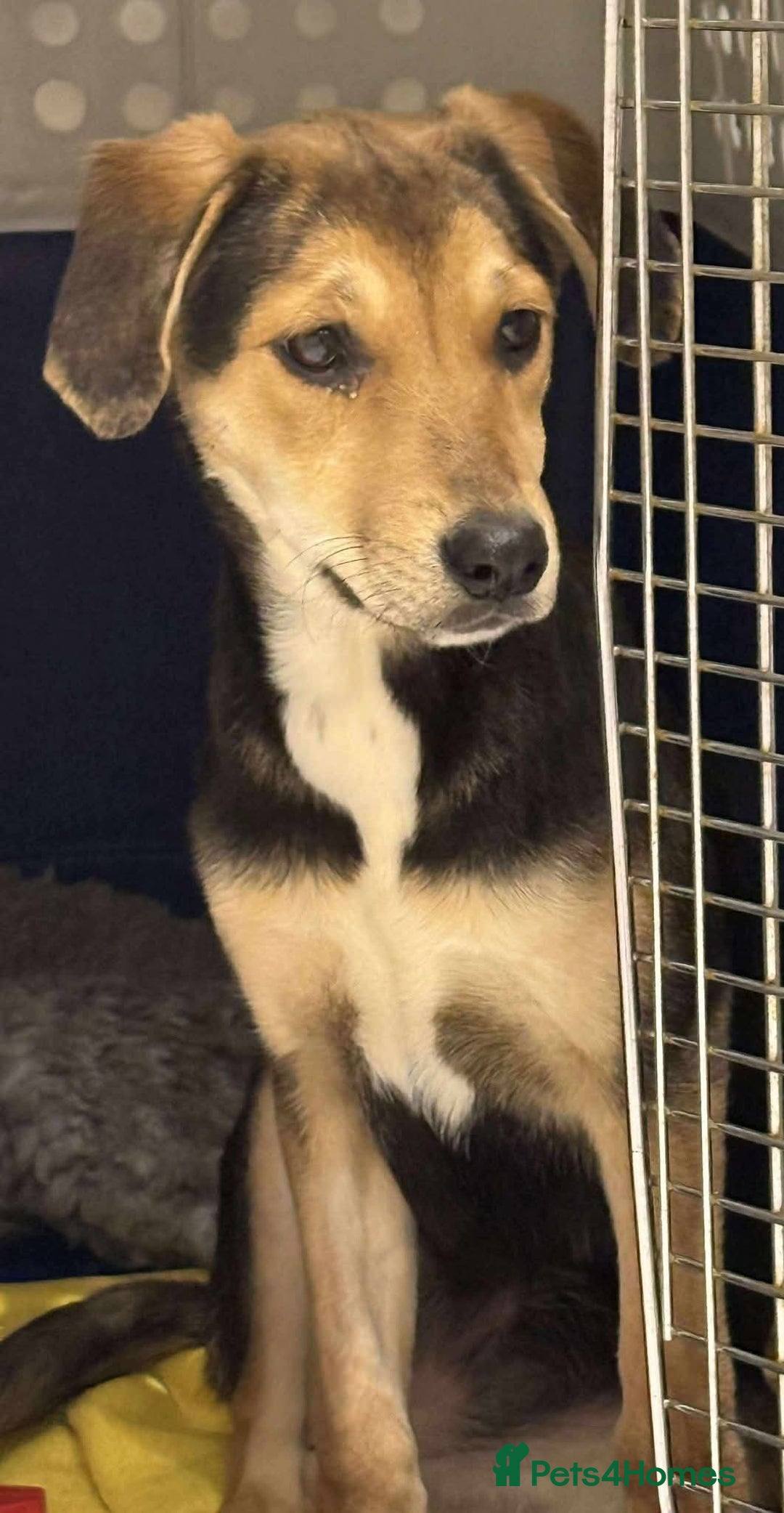 Mixed Breed dogs for adoption: 💕 Swan 💕 - Advert 1