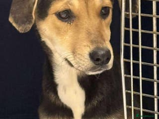 Mixed Breed dogs 💕 Swan 💕 - Advert 12