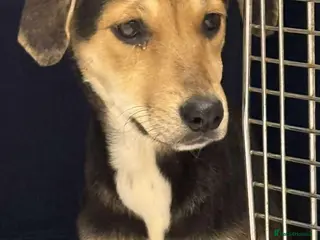 Mixed Breed dogs ๐ Swan ๐ - Advert 3