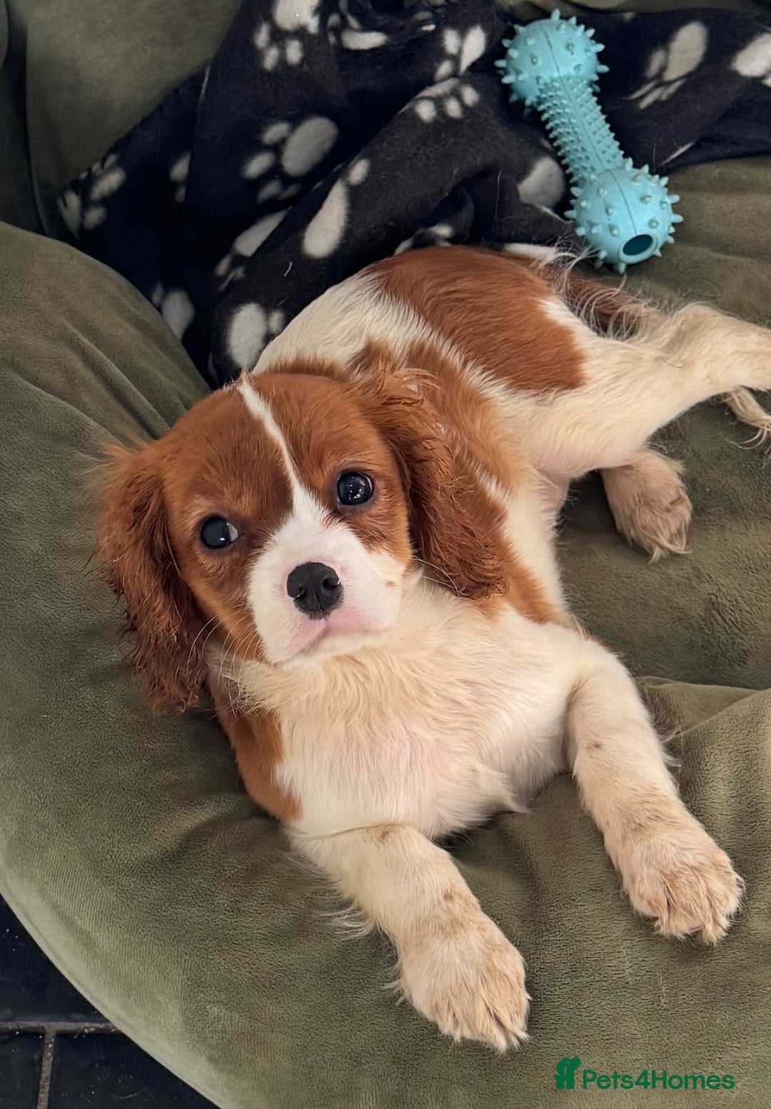 Cavalier King Charles Spaniel dogs for sale: Pippin - Health-checked Blenheim Boy - Advert 6