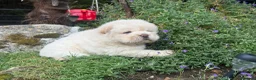 Chow Chow dogs for sale: Platinum chow chow  - Advert 18