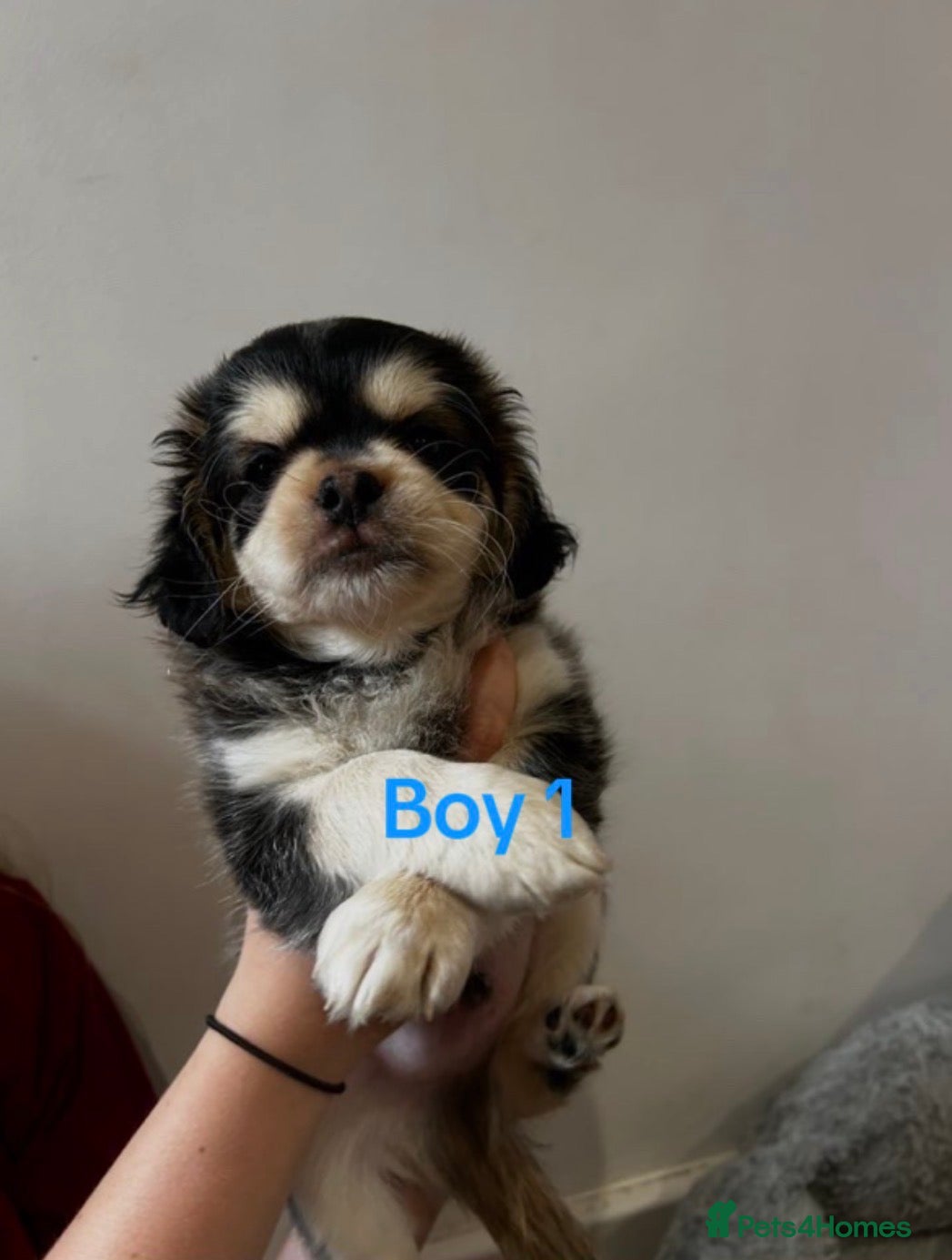 Mixed Breed dogs 4 Maltipoo x pug puppies for sale✨🤍 - Advert 2