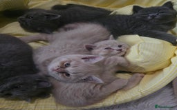 British Shorthair cats for sale: A charming kitten will be available in December. - Image 7