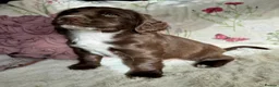 Sprocker dogs for sale: Beautiful Sprocker Spaniel pups - Advert 19