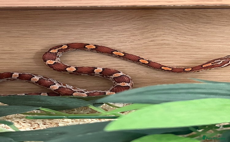 Corn Snake reptiles - Advert 2