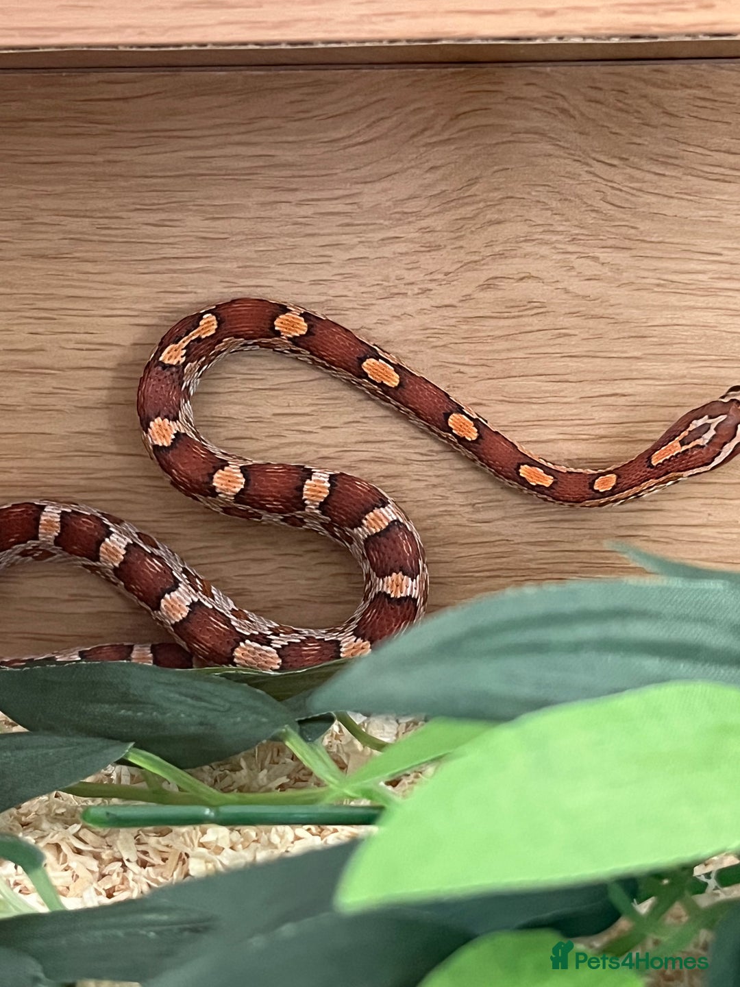 Corn Snake reptiles for sale: Two corn snakes for sale  - Image 1