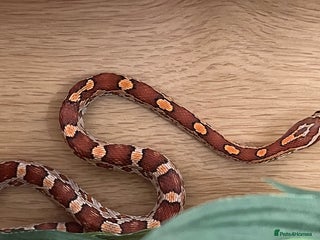 Corn Snake reptiles for sale - Advert 2