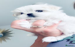 Maltese dogs for sale: 🌟Stunning Tiny Korean Maltese KC Reg🌟 - Advert 38