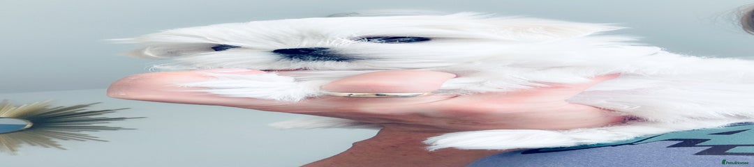 Maltese Puppy 1 Mo-Mo