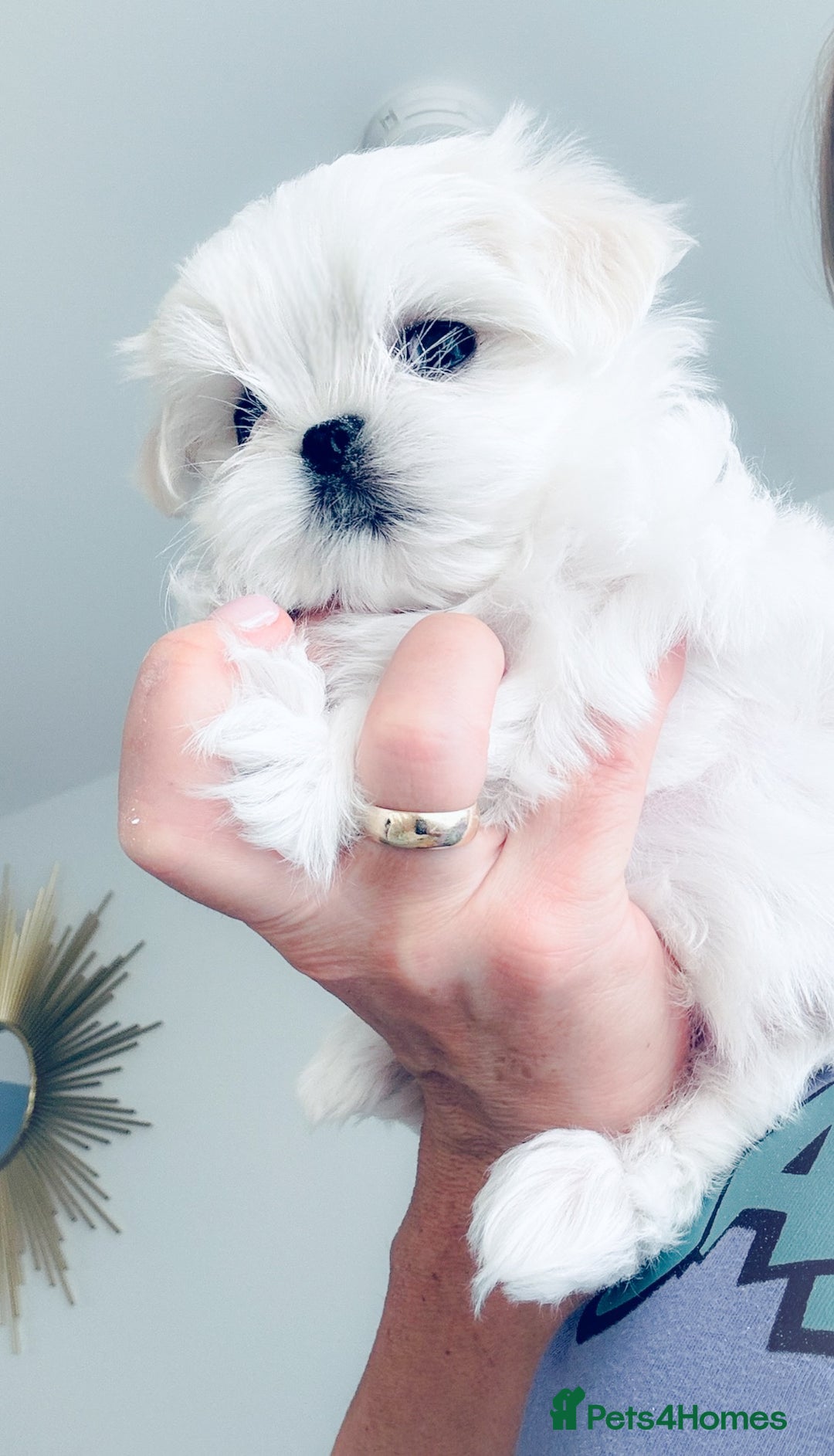 Maltese dogs for sale: 🌟Stunning Tiny Korean Maltese KC Reg🌟 - Advert 38