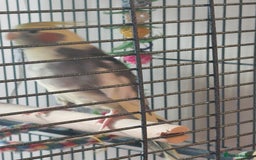 Cockatiels birds for sale: Pickles - Image 4