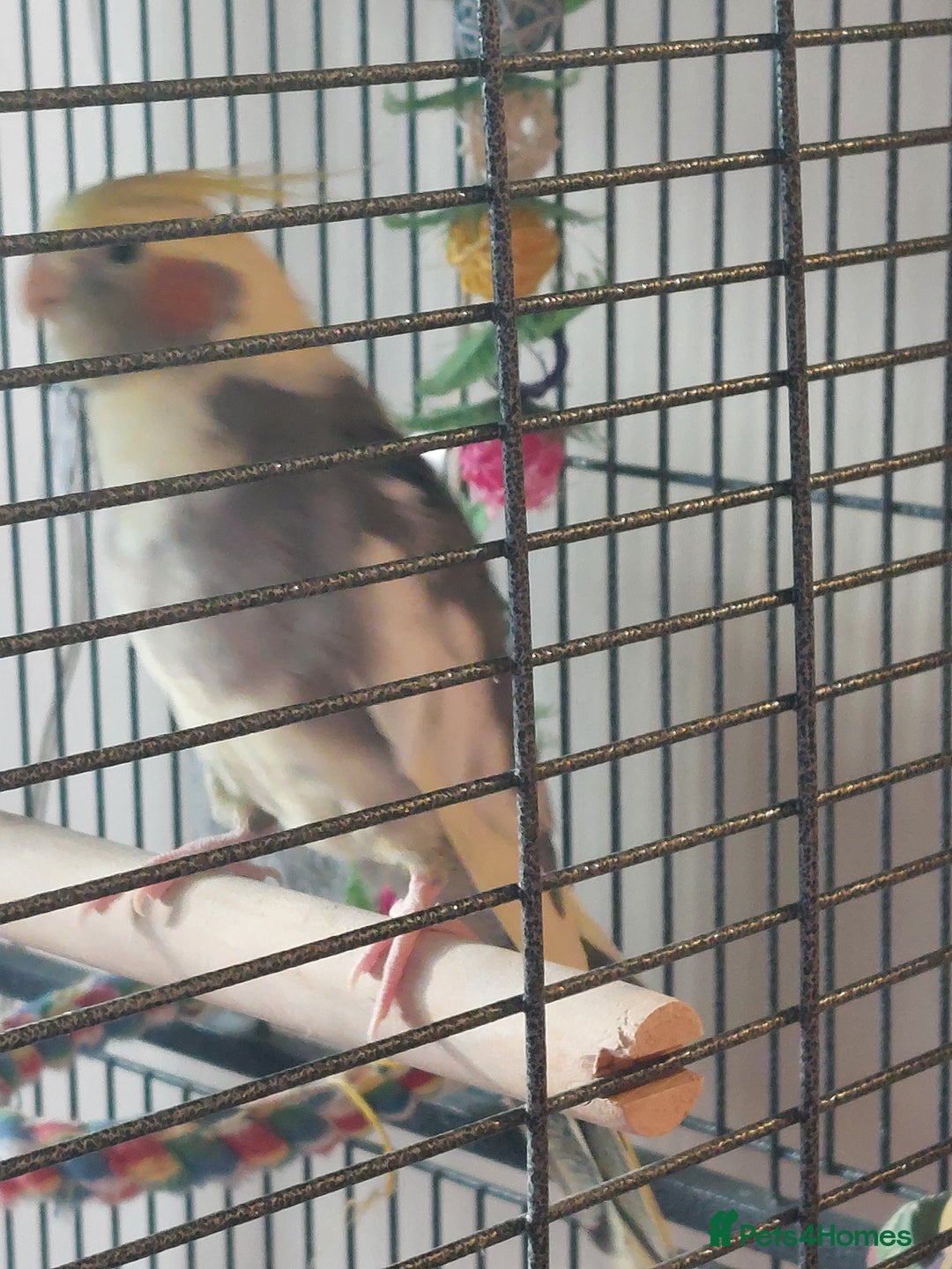 Cockatiels birds for sale: Pickles - Image 4