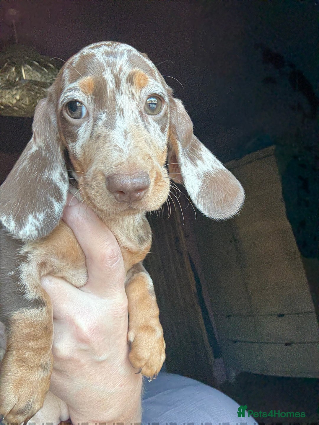 Dachshund dogs for sale: Kc reg first vac chipped licensed bundles of love  - Image 18