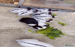 English Spot rabbits for sale: Baby English spot rabbits  - Image 11