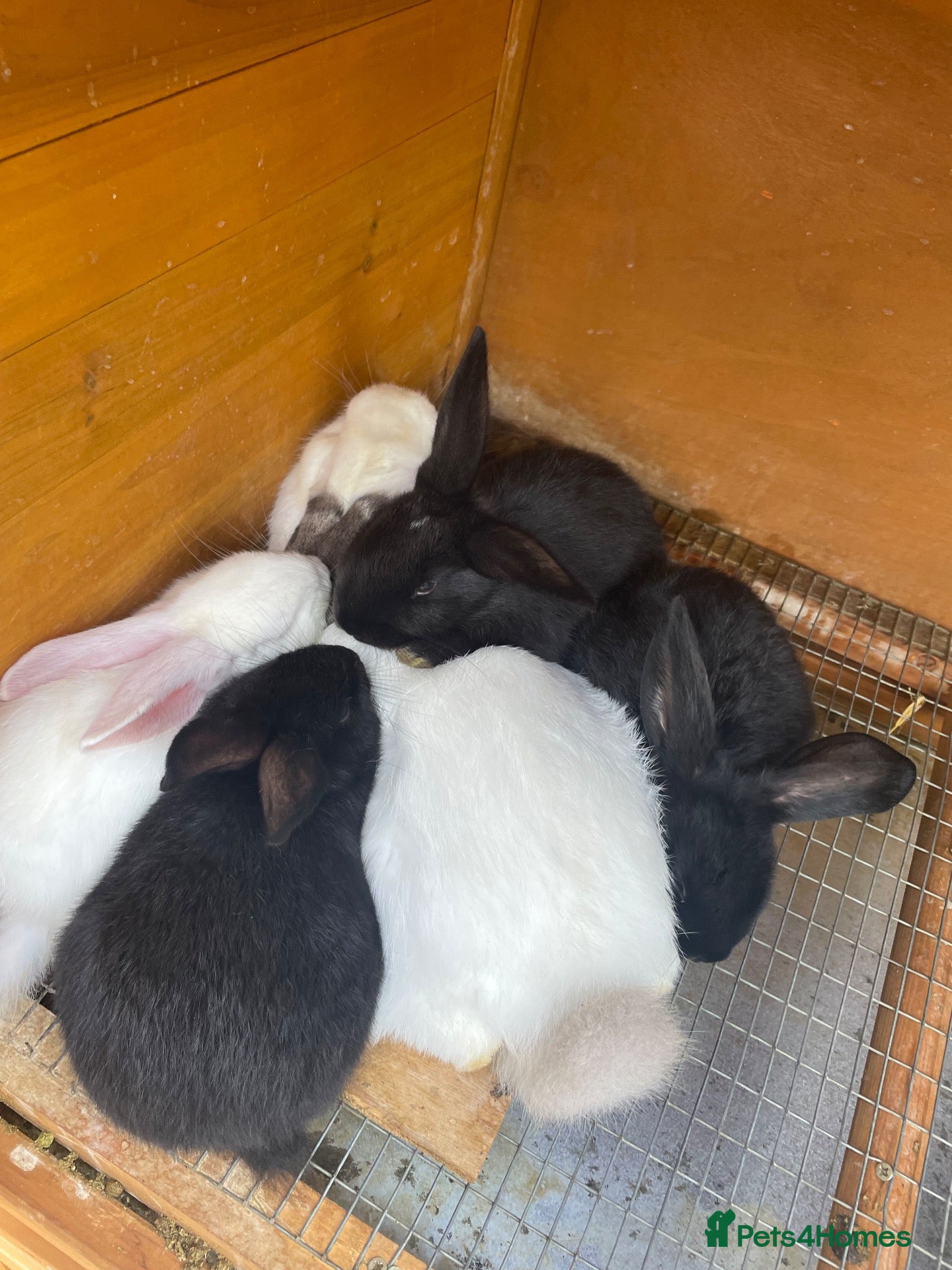 New Zealand rabbits for sale: Pure New Zealand - Advert 2