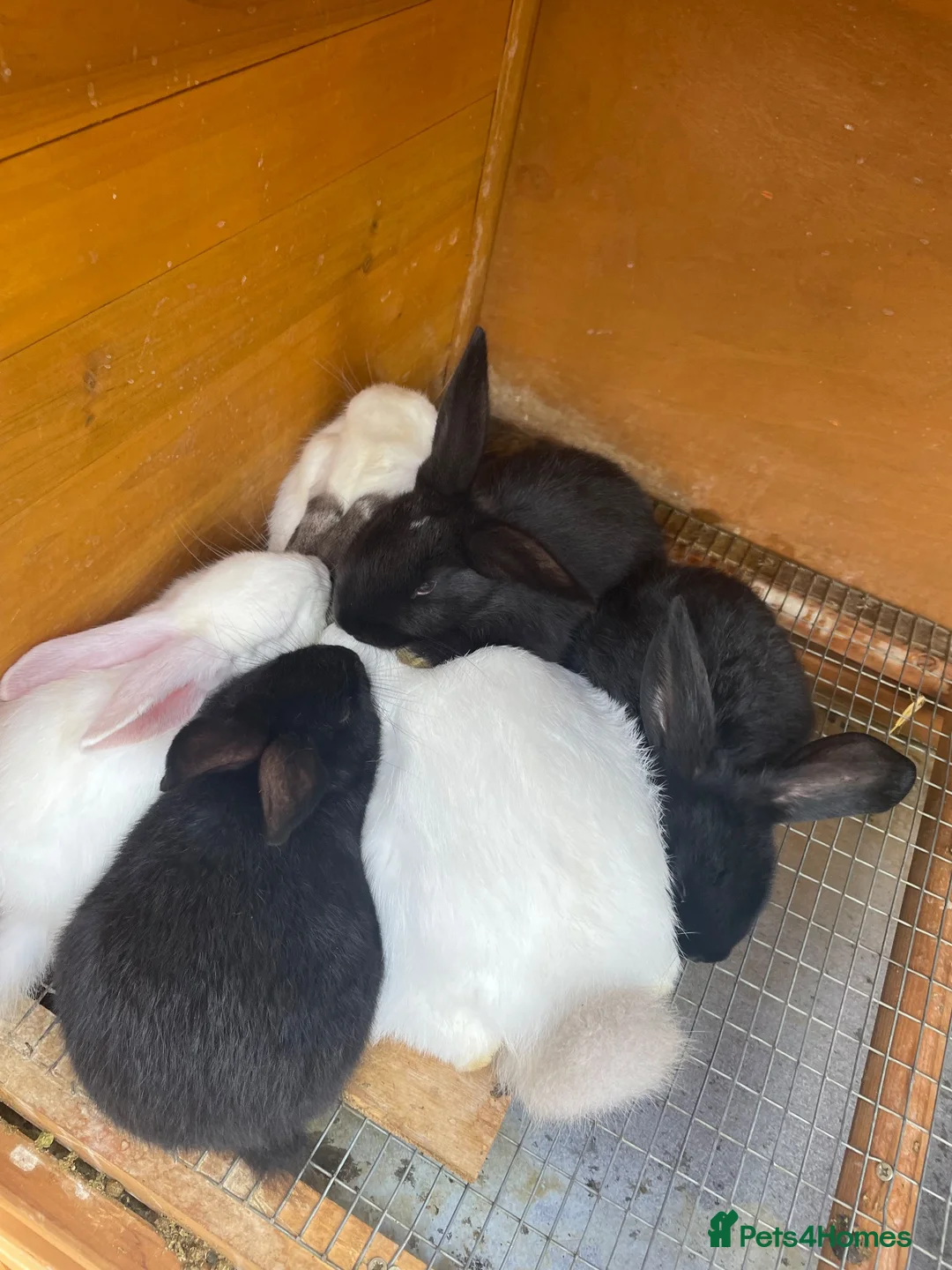 New Zealand rabbits for sale: Pure New Zealand - Advert 2