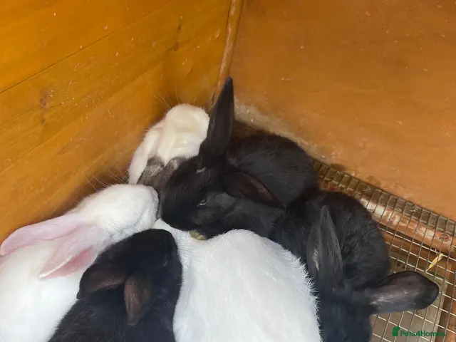 New Zealand rabbits for sale: Pure New Zealand - Advert 2