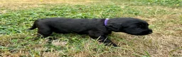 Labradoodle dogs for sale: Miniature labradoodle pups in Folkestone - Advert 5