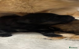 Pomeranian dogs for sale: Pure breed Pomeranians - Advert 2