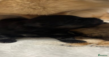 Pomeranian dogs Pure breed Pomeranians - Advert 3