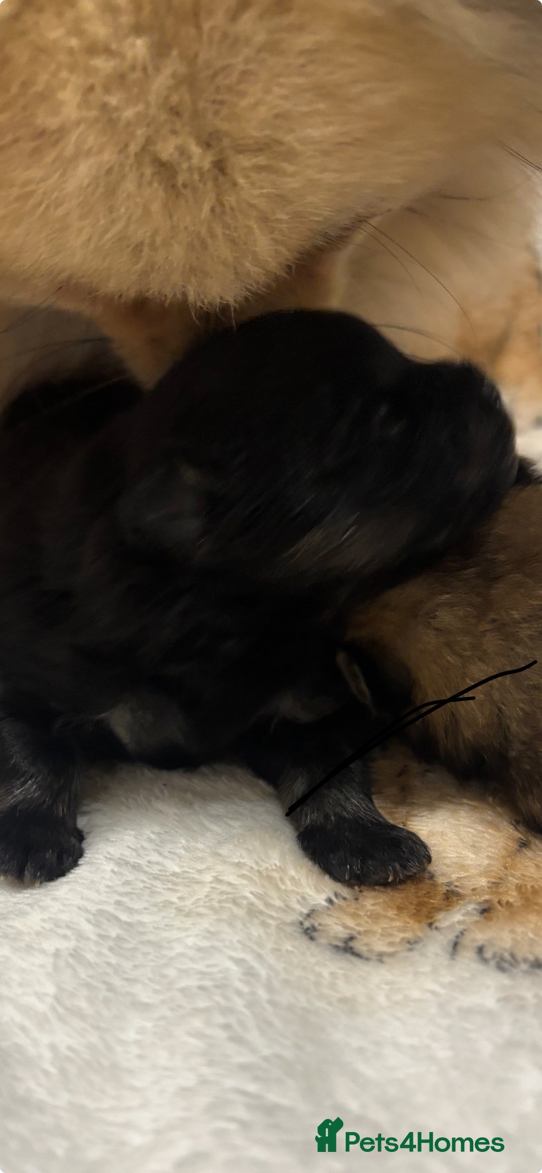 Pomeranian dogs for sale: Pure breed Pomeranians - Advert 2