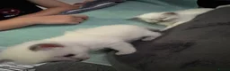 Ragdoll cats for sale: Ragdoll kittens - Advert 5