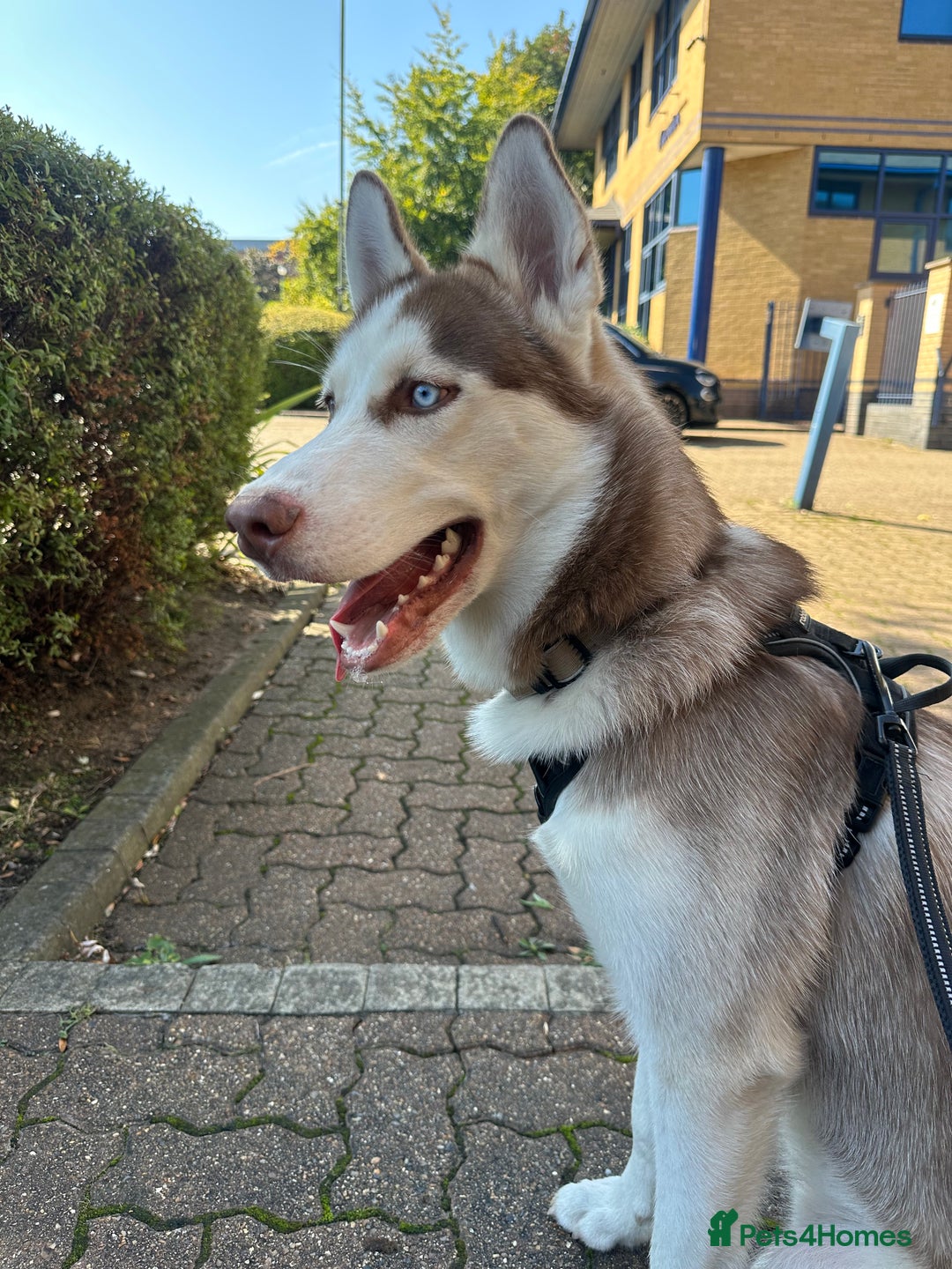 Siberian Husky dogs for sale: Hugo  - Image 3