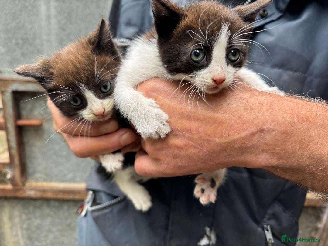 Domestic Shorthair cats for sale: Farm kittens - Image 1
