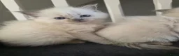 Ragdoll cats for sale: Pure blue point ragdoll kittens for sale - Advert 11