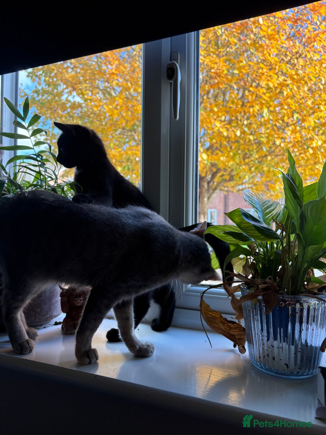 British Shorthair cats for sale: Beautiful boy - Image 4