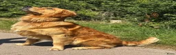Golden Retriever dogs for stud: PROVEN Big Boned KC Golden Retriever STUD 💫 - Advert 6