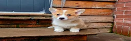 Welsh Corgi Pembroke dogs for sale: Stunning KC Registered Girl Dove Available.  - Advert 2