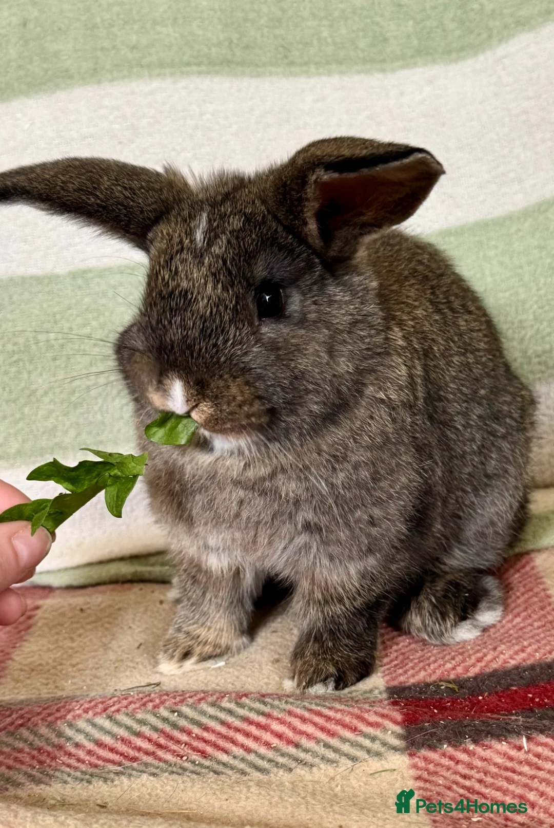 Mini Lop rabbits for sale: Pair of beautiful lop bunnies *Vaccinated* in Llandysul - Advert 2