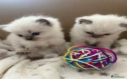 Ragdoll cats for sale: pedigree Ragdoll kittens - champion blood lines  - Image 10