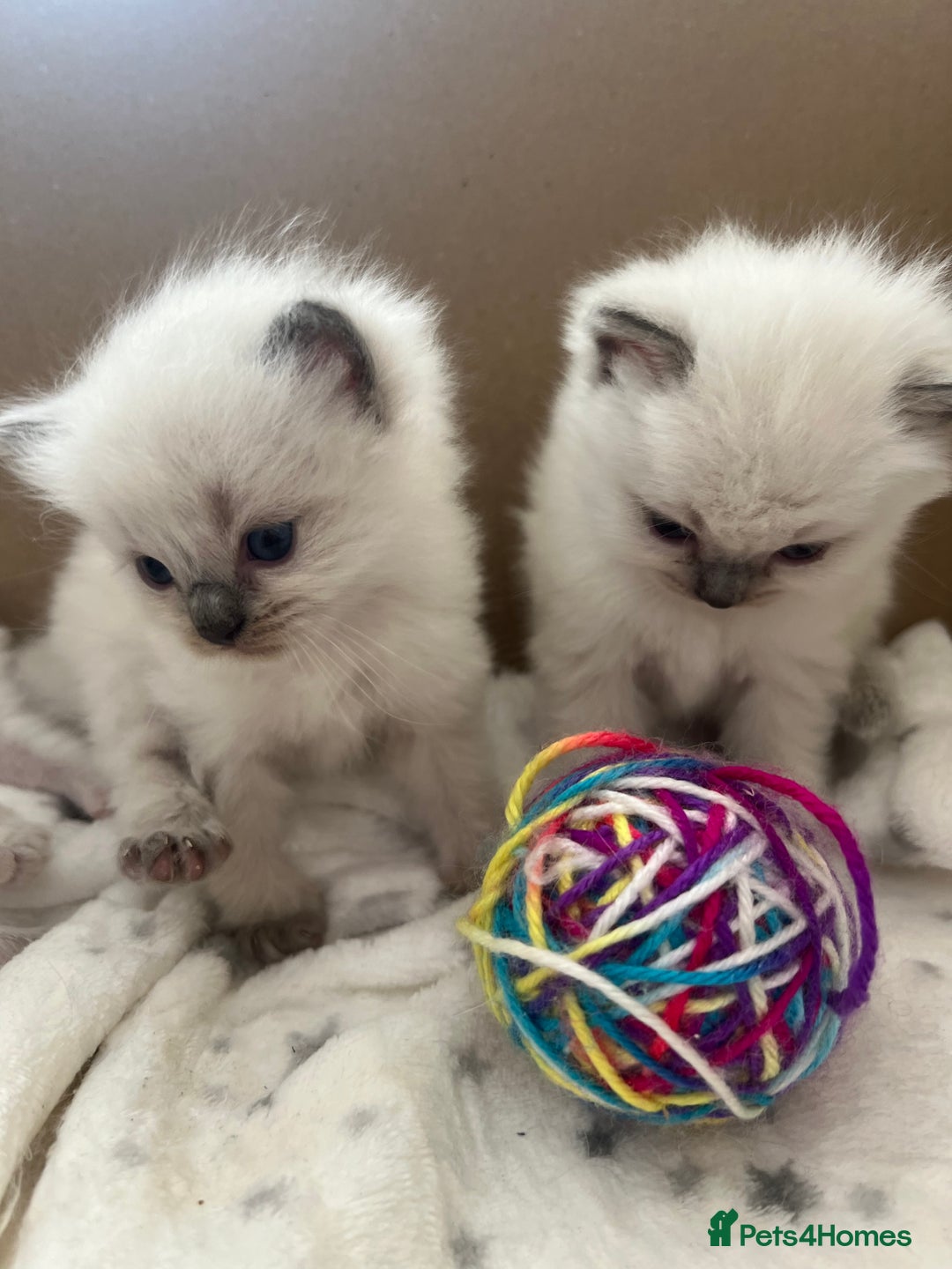 Ragdoll cats for sale: pedigree Ragdoll kittens - champion blood lines  - Image 10