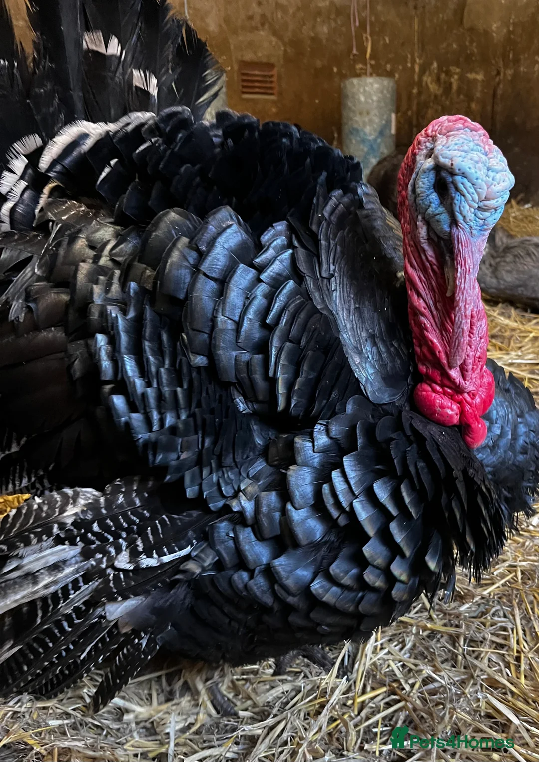 Turkeys poultry for sale: Two norfolk black turkey stags for sale in Burton-on-Trent - Advert 2