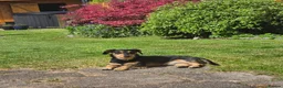 Mixed Breed dogs for sale: Dexter in Barnsley - Advert 2