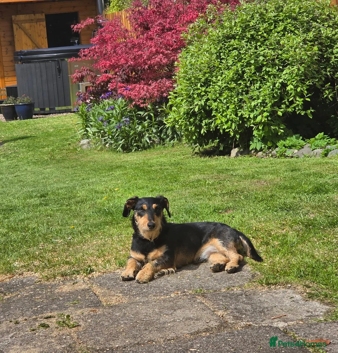 Mixed Breed dogs for sale: Dexter in Barnsley - Advert 2