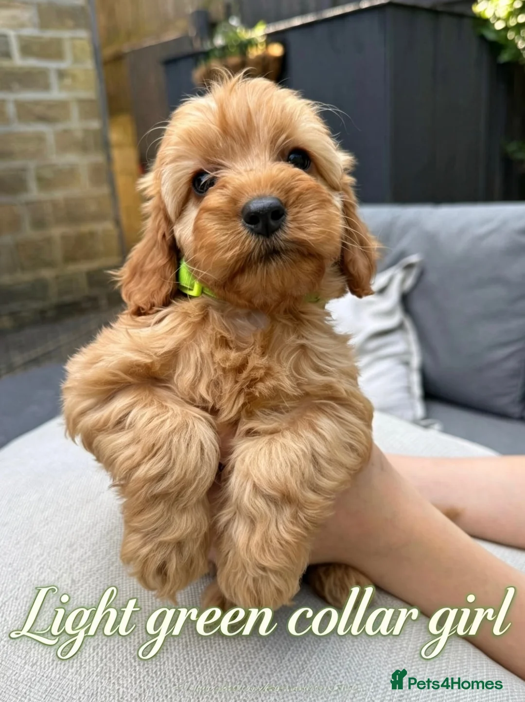 Cockapoo dogs for sale: Precious Toy Cockapoo f2 puppies - Advert 13