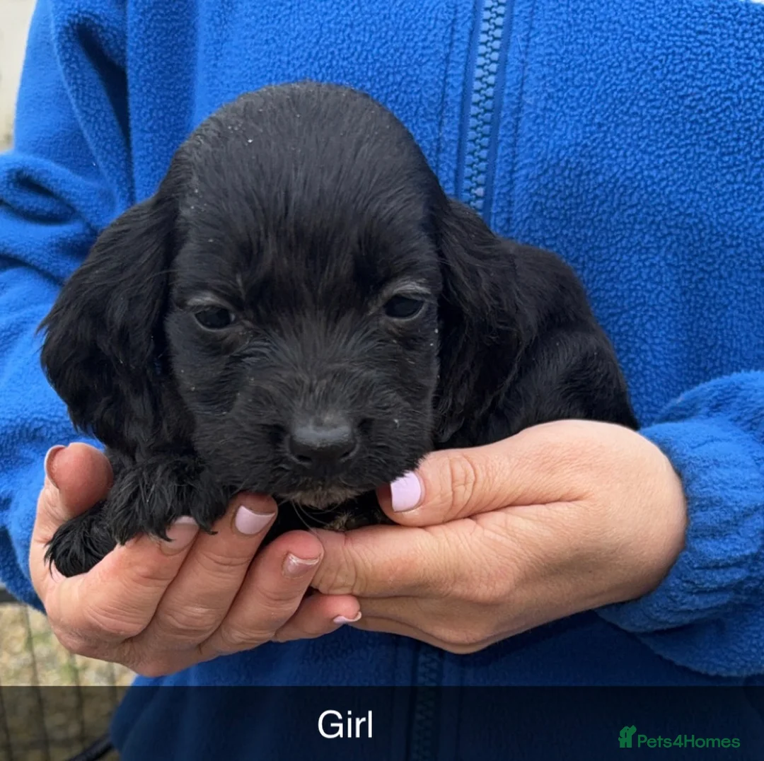 Cocker Spaniel dogs for sale: Cocker spaniel puppies  - Advert 10